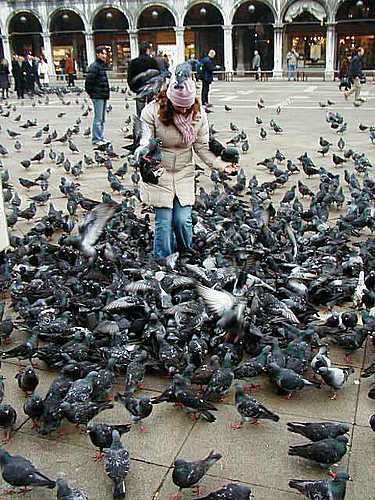 Guerra a las palomas de la Piazza San Marco