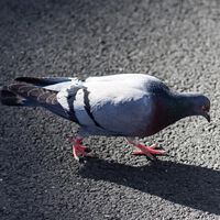 Detienen a un conductor por atropellar a una paloma: su argumento "las carreteras pertenecen a los humanos". 