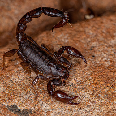 Pelo bem da sua família, pare de cultivar estas 3 plantas: elas funcionam como um verdadeiro ímã para escorpiões