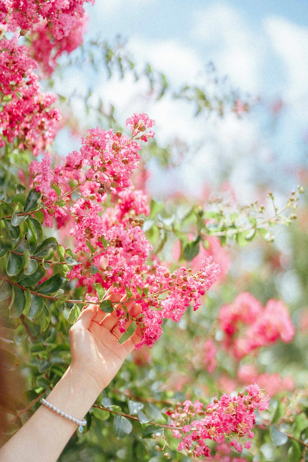 Esta planta es la preferida de los jardineros y decoradores. Puede llegar a los 3 metros y sus increíbles flores lucen 120 días al año