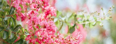 Esta planta es la preferida de los jardineros y decoradores. Puede llegar a los 3 metros y sus increíbles flores lucen 120 días al año