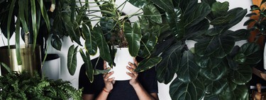Siete plantas de interior bonitas, resistentes y de fácil mantenimiento: cómo cuidarlas y dónde colocarlas