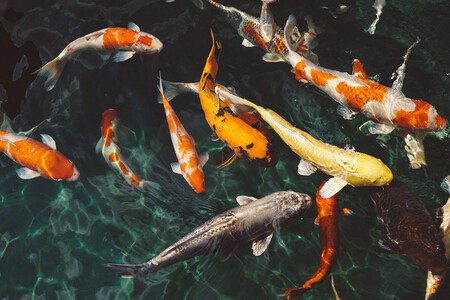 Ley Proteccion Animal Venta Animales Tiendas Peces