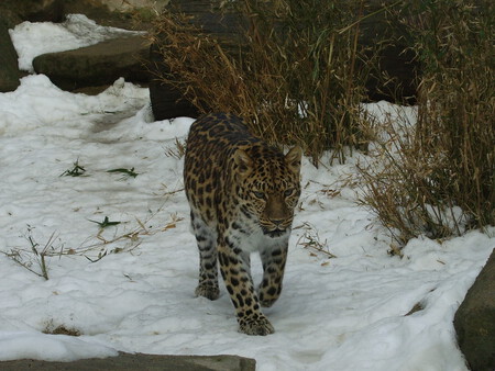 Zoo Olomouc07 Panthera Pardus Orientalis