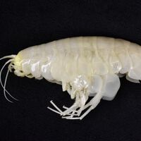 Científicos descubren qué hace tan raro al crustáceo más grande del mundo: parece camarón, pero no lo es