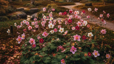 Anémonas japonesas: la planta de sombra que florece en otoño y le da un toque elegante al jardín