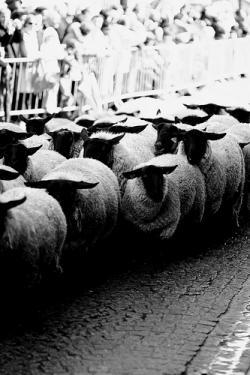 Formación Profesional: reunión de pastores, oveja muerta