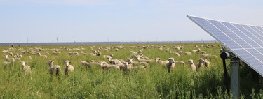 Texas Installed Millions of Solar Panels on Rural Land. To Maintain Them, It Had to Hire 3,000 Sheep