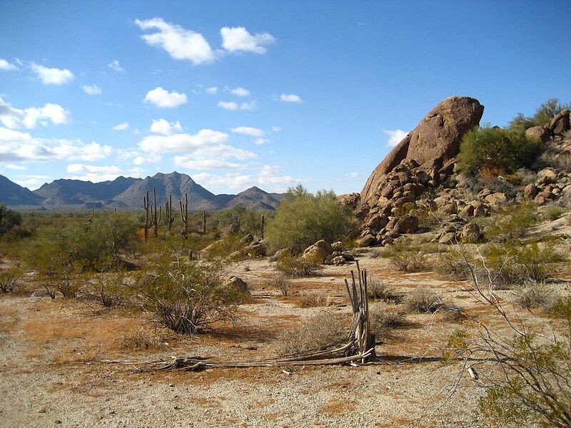 Así es como nacen estos cactus dulces que se convierten en caramelos en el desierto de Sonora
