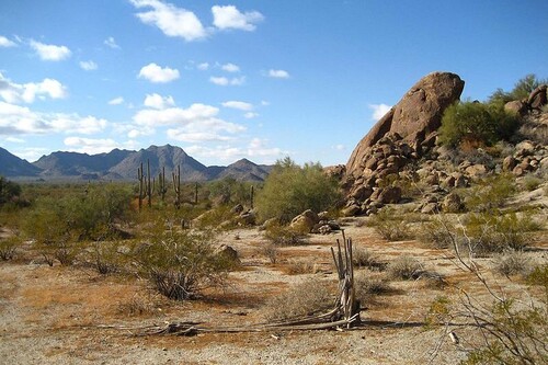 Así es como nacen estos cactus dulces que se convierten en caramelos en el desierto de Sonora