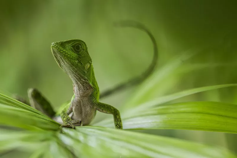 Foto de Otros animales (2/10)