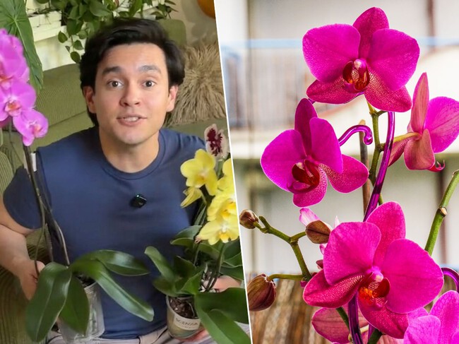 Cómo hacer que la orquídea florezca