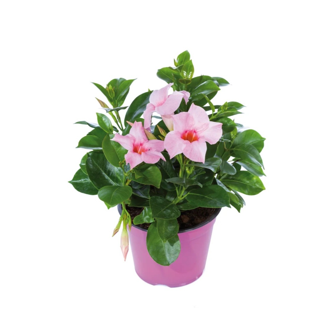 Maceta de dipladenia