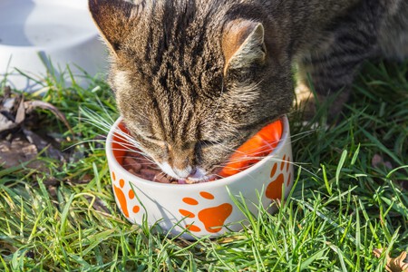 Un gato comiendo de su comedero