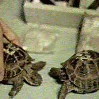 En 1968 la Unión Soviética mandó dos tortugas al espacio. Lo más increíble es que las dos regresaron para contarlo