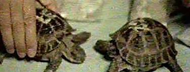 En 1968 la Unión Soviética mandó dos tortugas al espacio. Lo más increíble es que las dos regresaron para contarlo