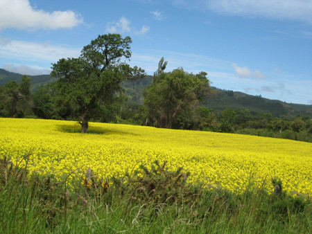 Biodiesel Campo Cultivo