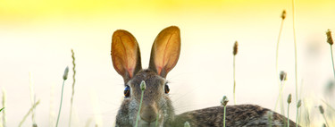 España, tierra de conejos (amenazados): la especie ha pasado de "plaga" a estar en peligro