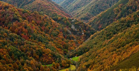 Bosque de Muniellos