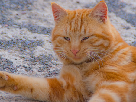 Genetica Gato