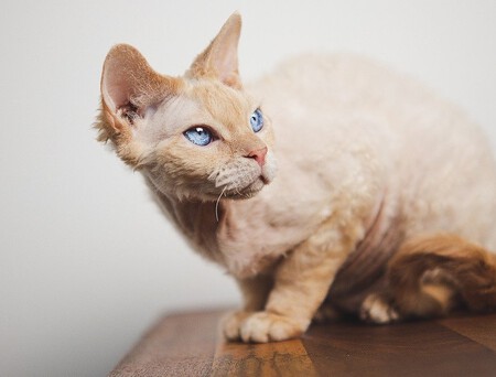 Devon Rex Detalle Cuerpo