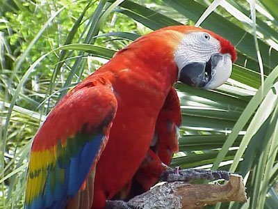 Singularidades extraordinarias de animales ordinarios (XXXIII): el loro