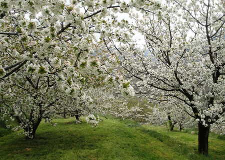 Cerezo En Flor Valle Jerte