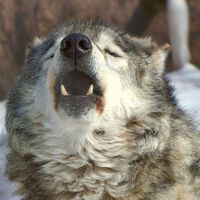 Los lobos mutantes de Chernóbil han desarrollado resistencia al cáncer, y con ello acaban de poner patas arriba el estudio de la radioactividad