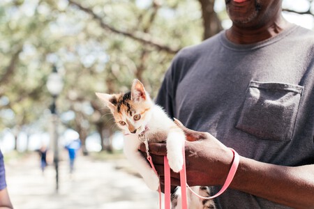 Pasear Gato Consejos