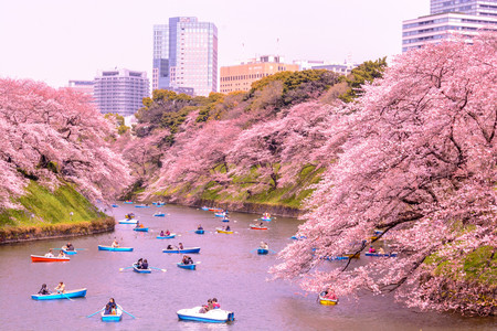 Cerezos Tokyo