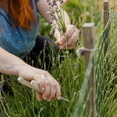 La lavanda está en plena floración, pero si quieres que salga aún más lustrosa tienes que podarla de esta manera