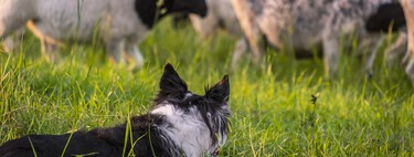 Los perros son el experimento genético más grande de la historia: así creamos los diez linajes de razas que existen hoy 