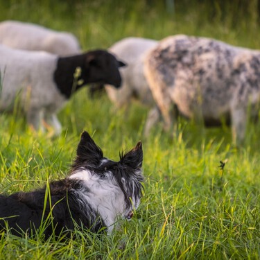 Los perros son el experimento genético más grande de la historia: así creamos los diez linajes de razas que existen hoy