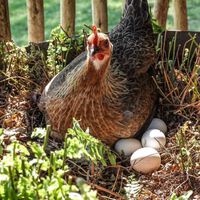 O debate do ovo ou da galinha já não é filosófico: a biologia molecular acaba de encerrá-lo para sempre 