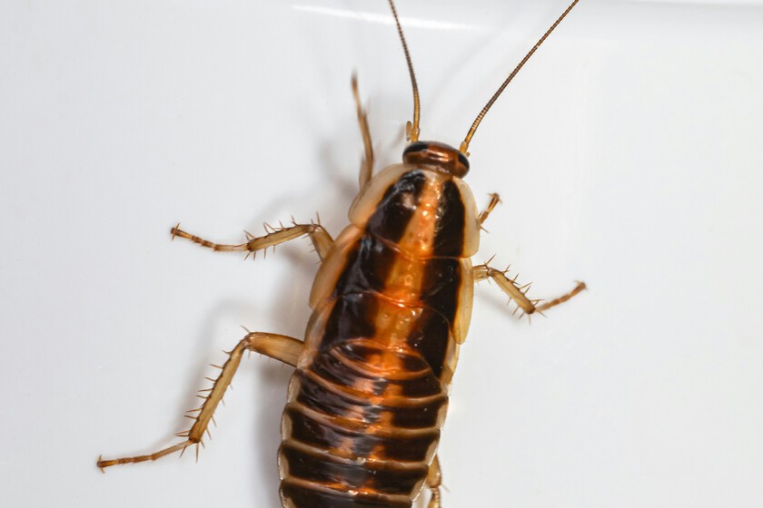Adiós a las cucarachas, polillas y mosquitos en casa con estos remedios caseros