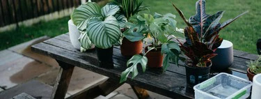 Lidl lanza el árbol todoterreno y de rápido crecimiento: es fácil de cuidar y cuesta menos de 6 euros