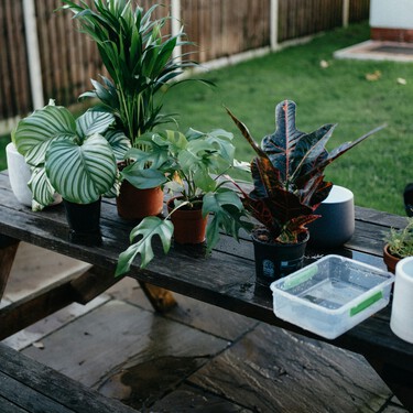 Lidl lanza el árbol todoterreno y de rápido crecimiento: es fácil de cuidar y cuesta menos de 6 euros
