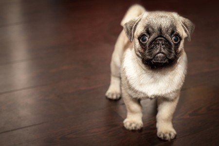 Los perros pueden oler tu estado emocional y adoptar tus emociones como propias