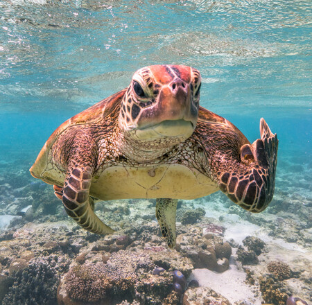 La 'peineta' que una tortuga le hace a un fotógrafo es la imagen ganadora del Comedy Wildlife Photography Awards 2020