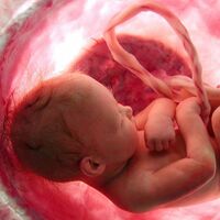 La placenta protege al bebé de la Covid, incluso si la madre sufre una infección grave durante el embarazo