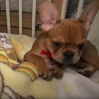 Havana, la perrita que cuida de los niños enfermos en un hospicio de Polonia