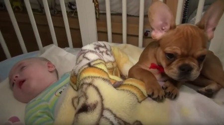 Havana, la perrita que cuida de los niños enfermos en un hospicio de Polonia