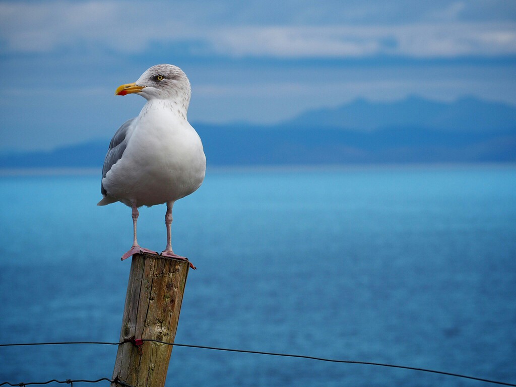 Vivir en Málaga y lidiar con las gaviotas se reduce a dejarlas morir, adoptarlas o esperar indefinidamente a Medio Ambiente  