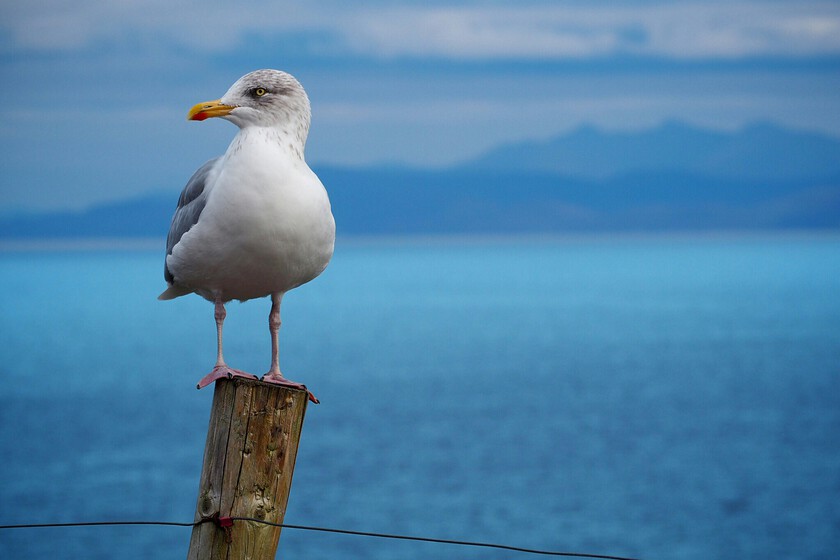 gaviota