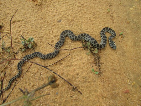 Lagartijas Ibiza Baleares Extincion