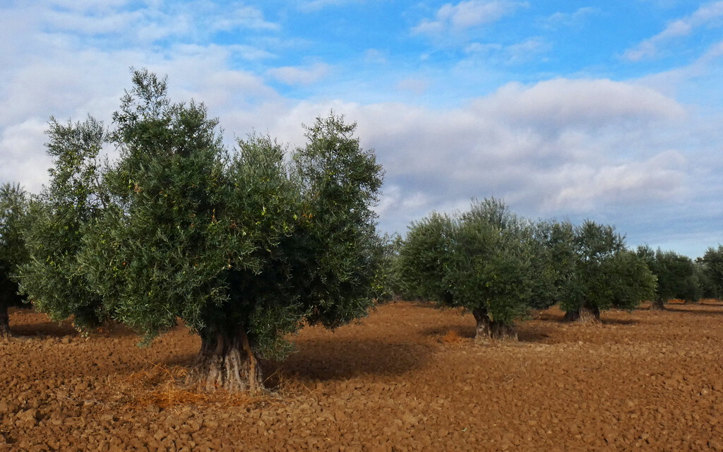 La mesa del aceite de oliva se prepara para una bajada de precios después del verano. Eso complica mucho los próximos meses 