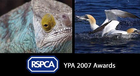El mejor fotógrafo joven 2007, según la RSPCA