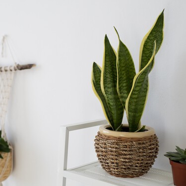 El truco para que tu lengua de suegra esté más espectacular que nunca: se usa un ingrediente que todos tenemos en la cocina