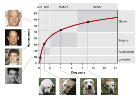 Tabla de conversión de años de perros hacia humanos.