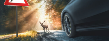 Atropellos de animales, un riesgo no solo en carreteras secundarias